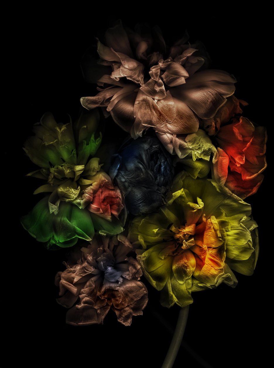 Blumen 13-1, 2025 von Antonius Antonius