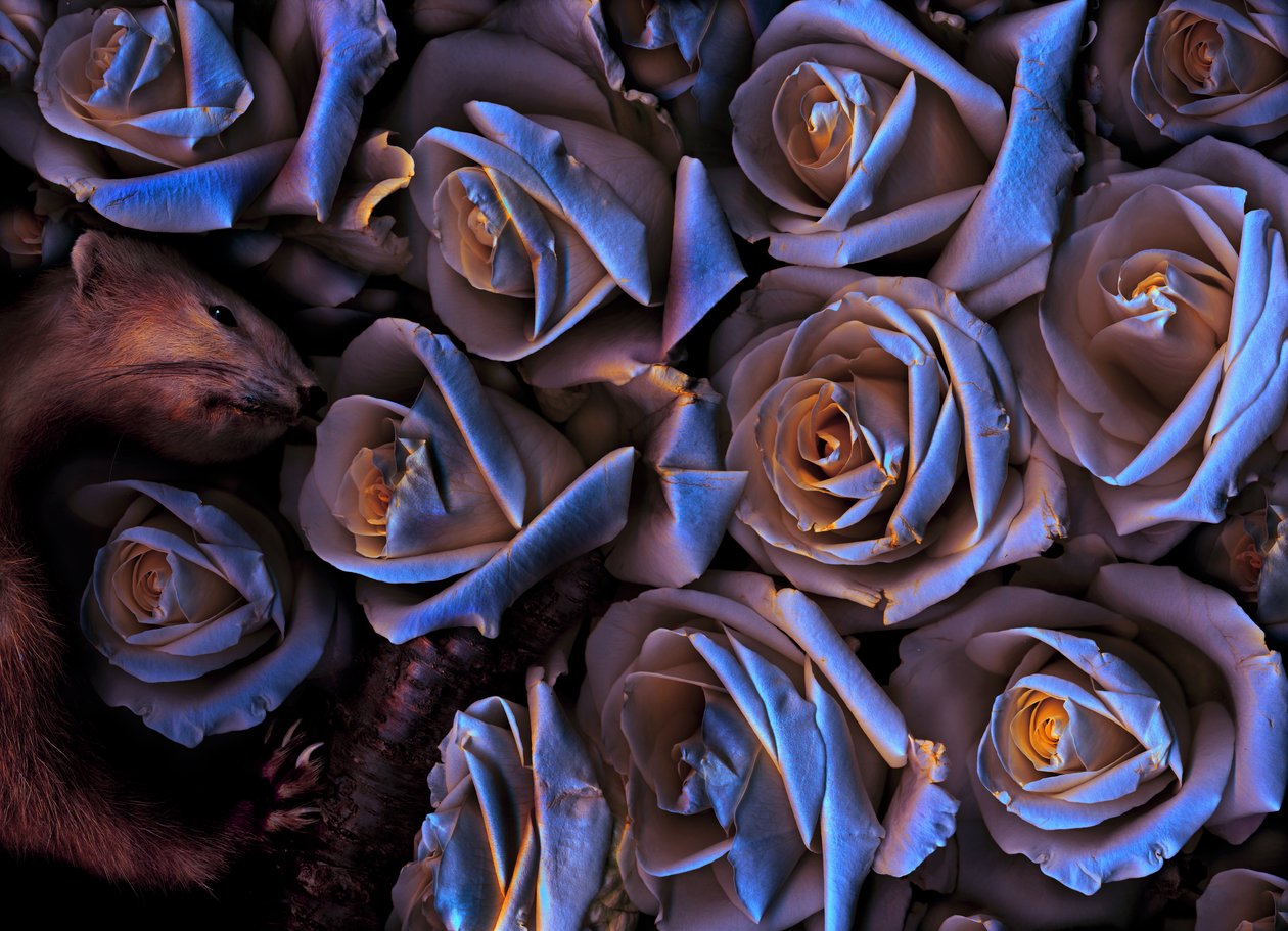 Magischer Garten Nr. 31-2, 2019 von Antonius Antonius