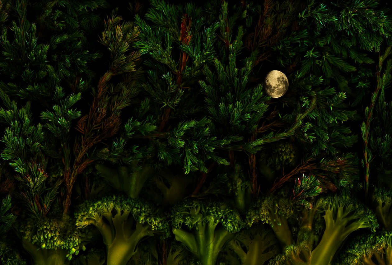 Magischer Garten-Wald, 2011 von Antonius Antonius