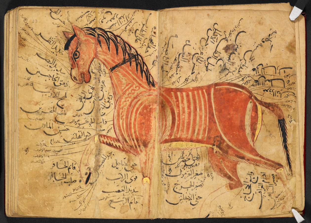 Pferd, aus 