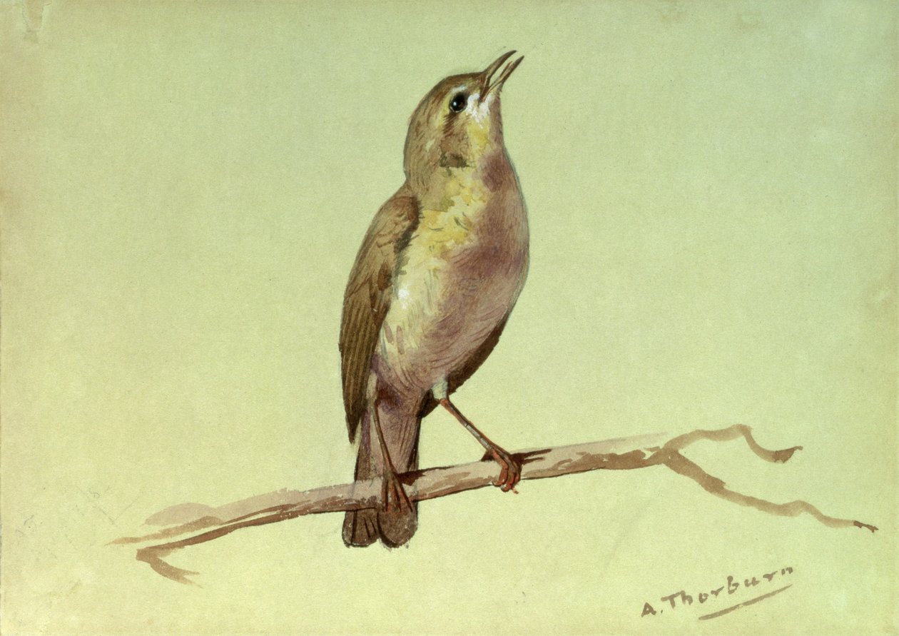 Eine Lerche von Archibald Thorburn