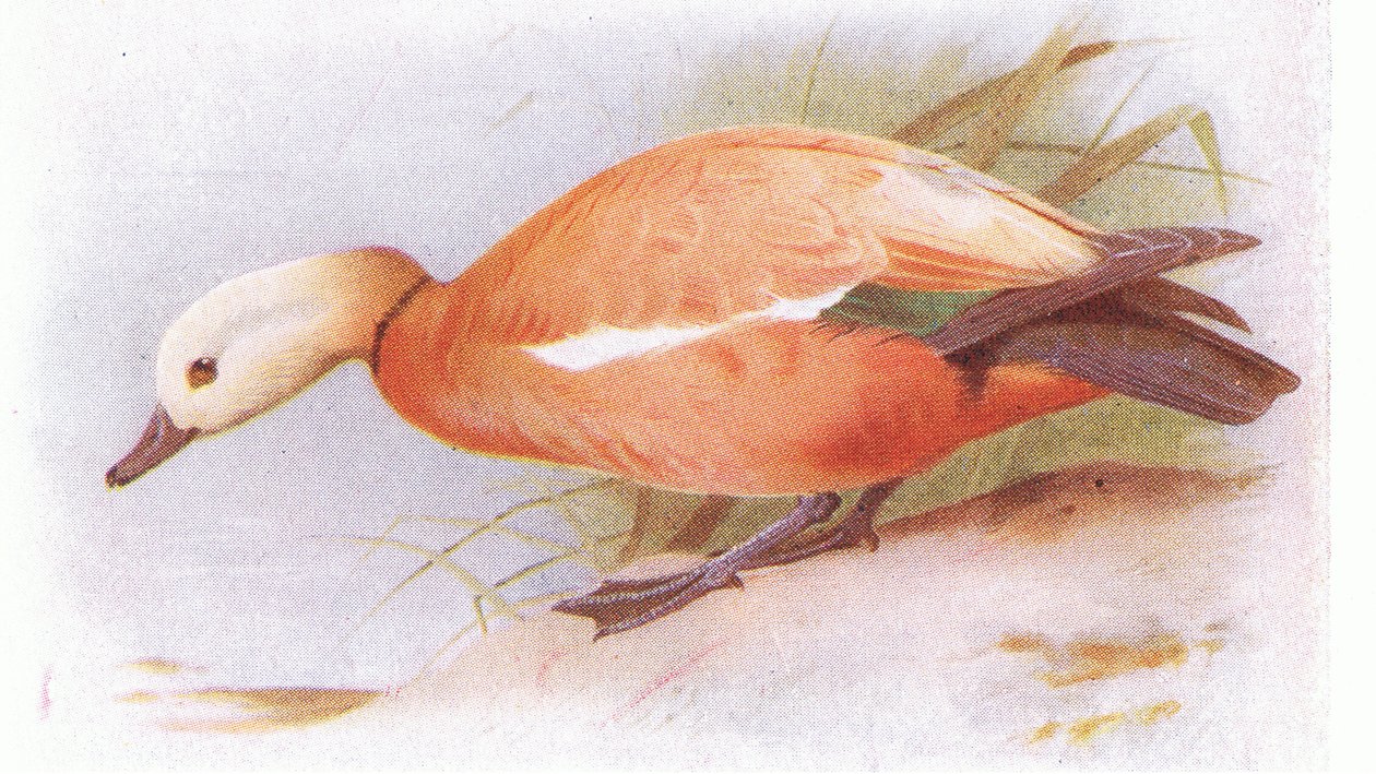 Rotschulterente von Archibald Thorburn