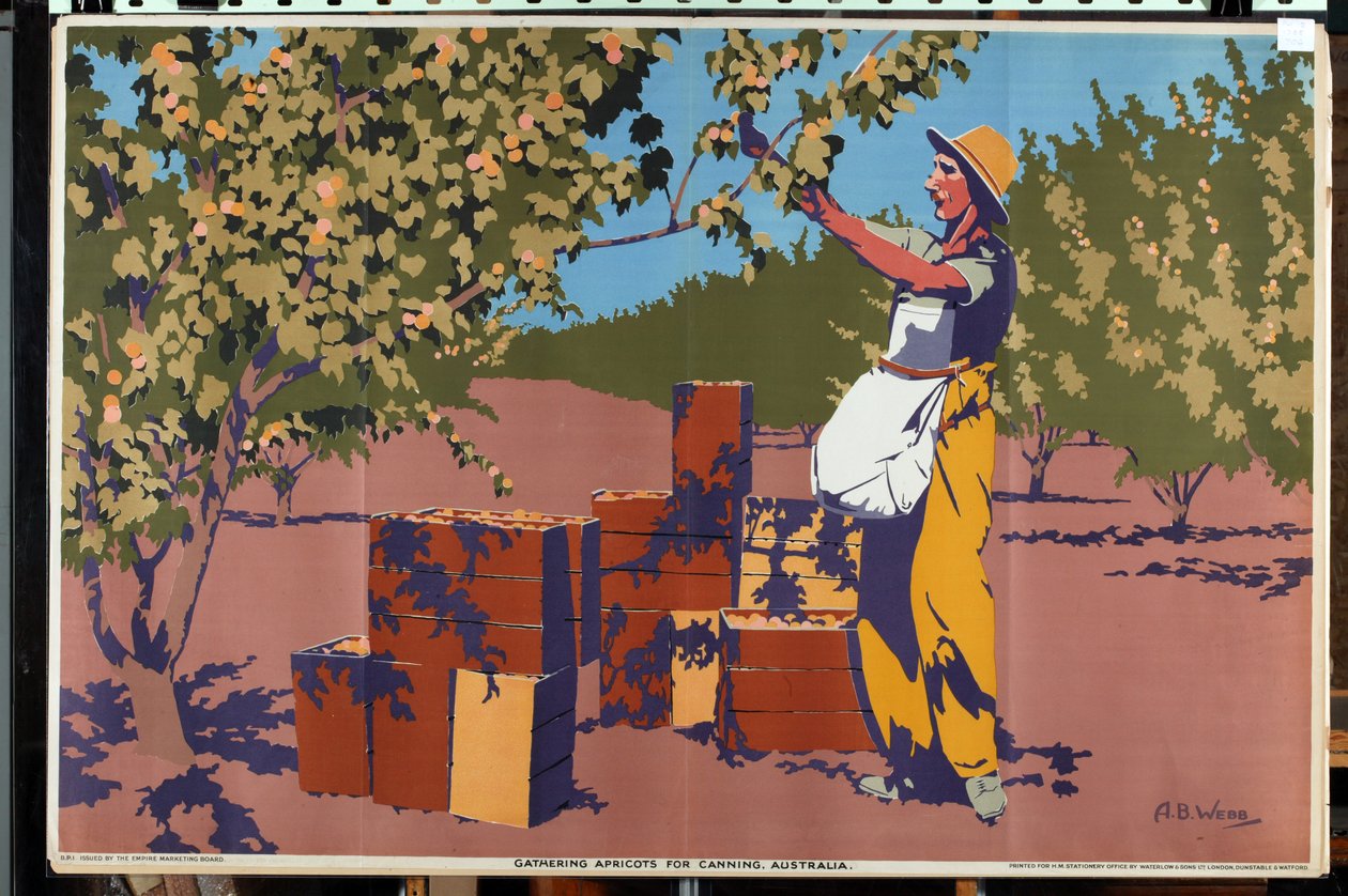 Aprikosen für die Konservierung sammeln - Australien von Archibald Bertram Webb