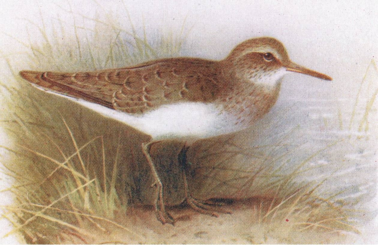 Flussuferläufer, aus Vögel der Britischen Inseln und ihre Eier, veröffentlicht von Frederick Warne & Co Ltd, 1958 von Archibald Thorburn