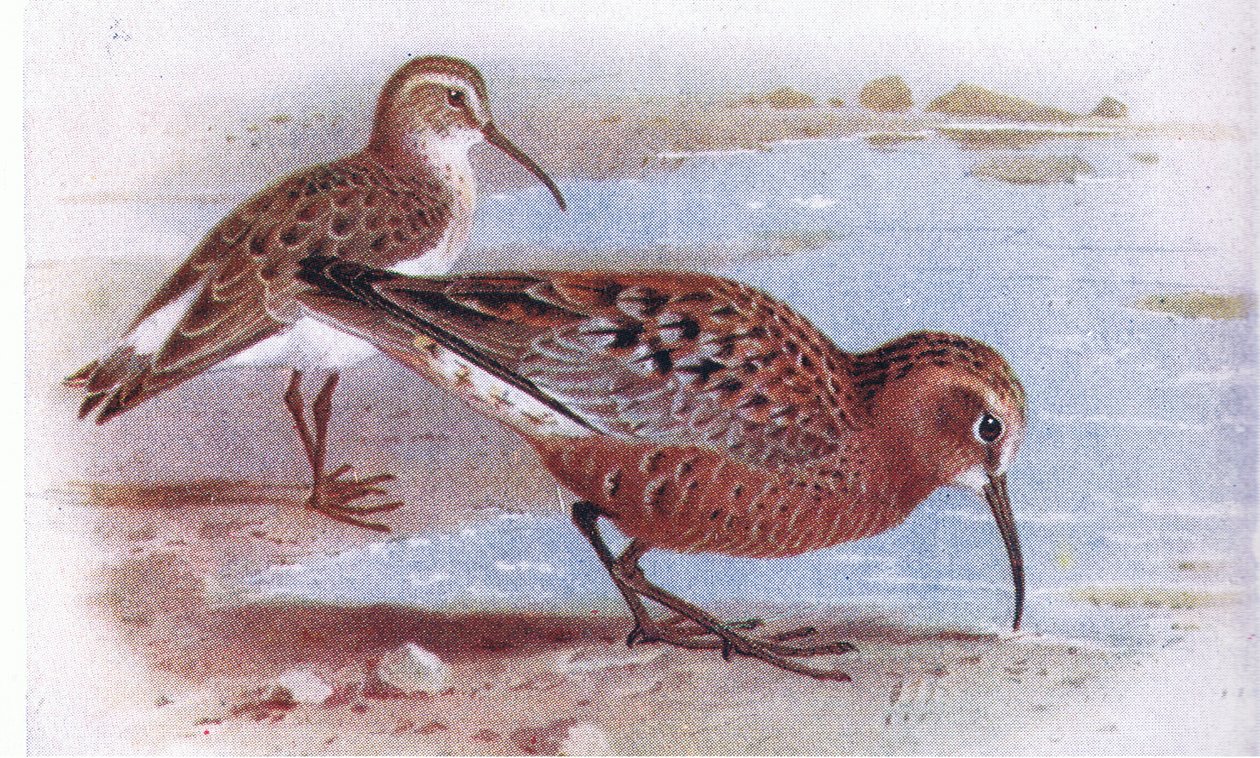 Sichelstrandläufer, aus Vögel der Britischen Inseln und ihre Eier, veröffentlicht von Frederick Warne & Co Ltd, 1958 von Archibald Thorburn