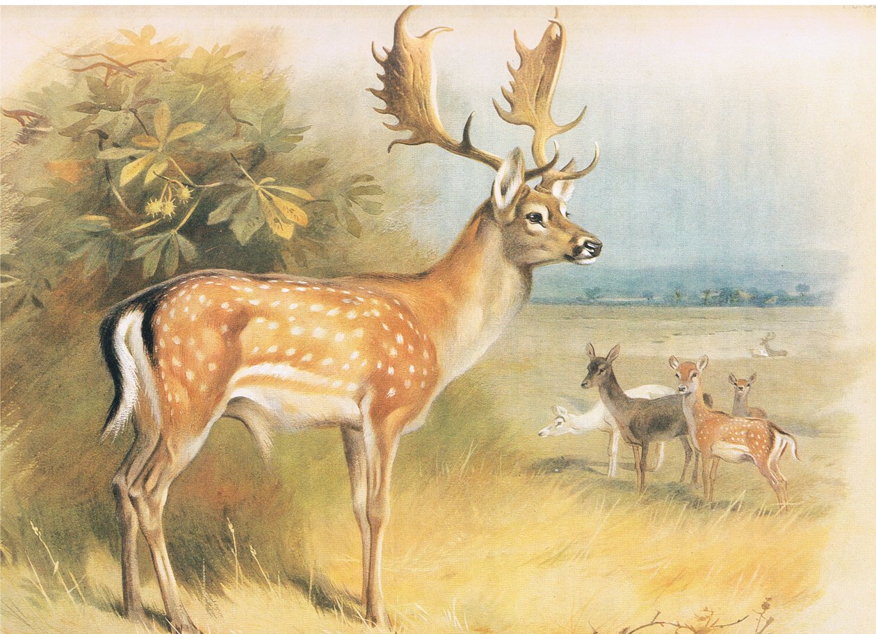 Damwild, aus Thorburns Säugetiere, veröffentlicht von Longmans and Co, ca. 1920 von Archibald Thorburn