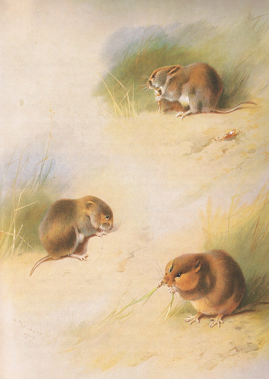 Feldmaus, Rötelmaus und Orkney-Wühlmaus, aus Thorburns Säugetiere, veröffentlicht von Longmans and Co, ca. 1920 von Archibald Thorburn