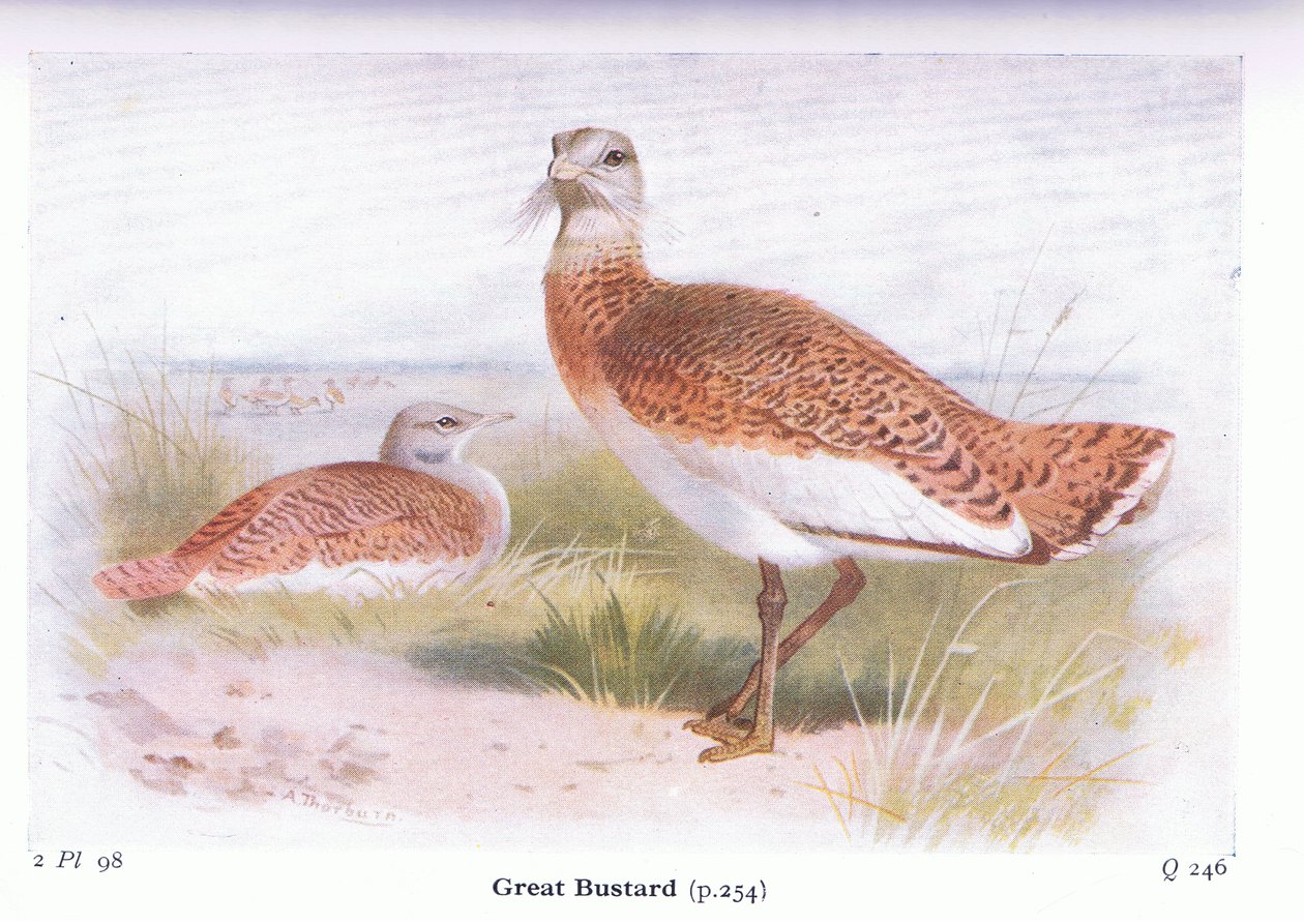 Großtrappe, aus Vögel der Britischen Inseln und ihre Eier veröffentlicht von Frederick Warne & Co Ltd, 1958 von Archibald Thorburn