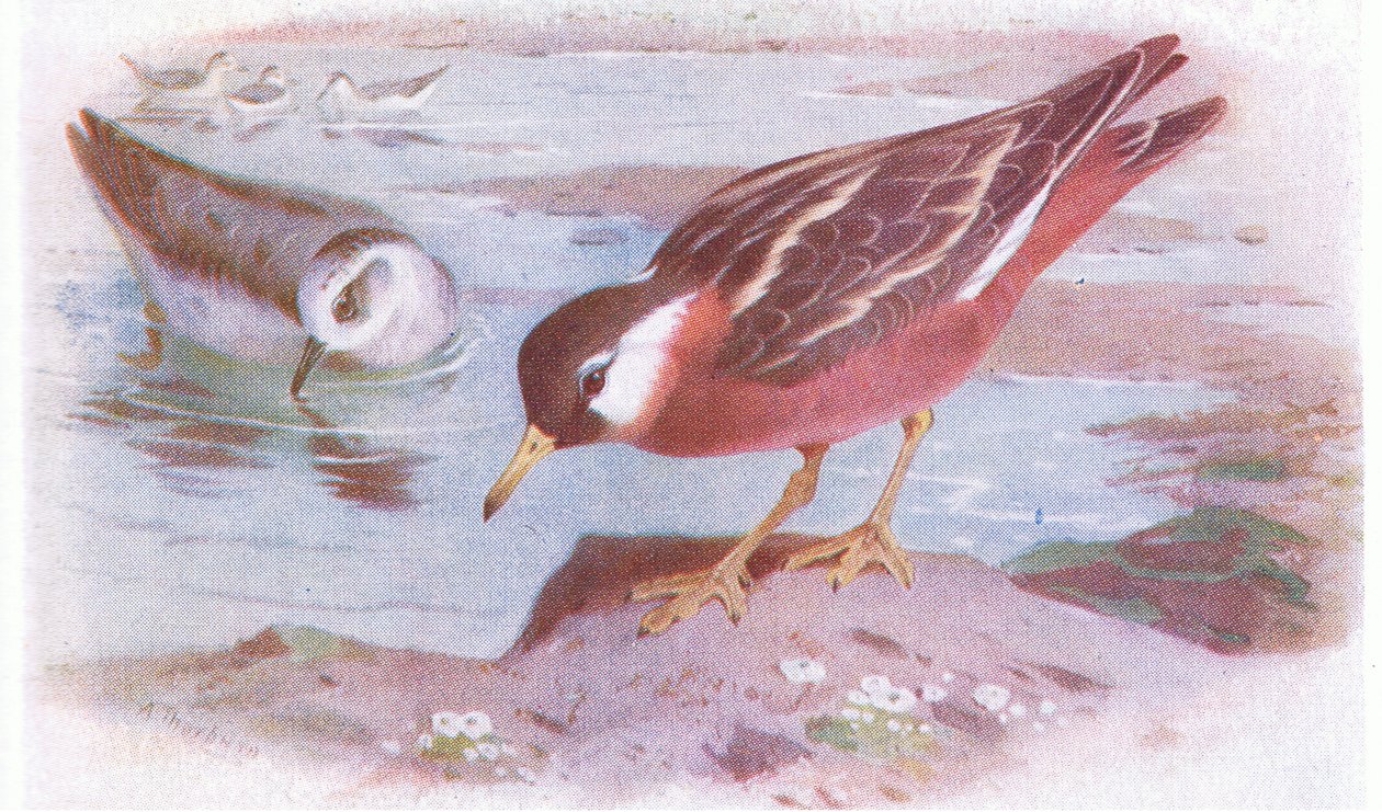 Thorshühnchen (Sommer und Herbst), aus Vögel der Britischen Inseln und ihre Eier, veröffentlicht von Frederick Warne & Co Ltd, 1958 von Archibald Thorburn