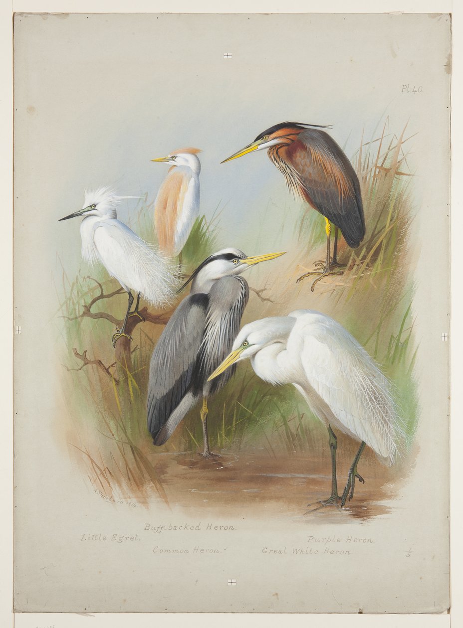 Reiher und Silberreiher, ca. 1915 von Archibald Thorburn