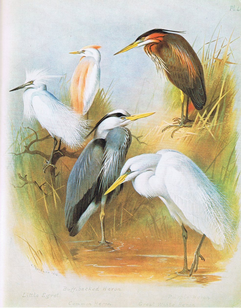 Seidenreiher, Rinderreiher, Graureiher, Purpurreiher, Silberreiher, veröffentlicht von Book Club Associates, 1972 von Archibald Thorburn
