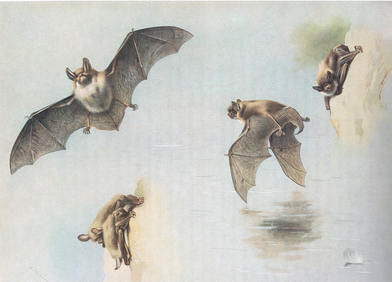Wasserfledermaus und Teichfledermaus, aus Thorburns Säugetiere, veröffentlicht von Longmans and Co, ca. 1920 von Archibald Thorburn