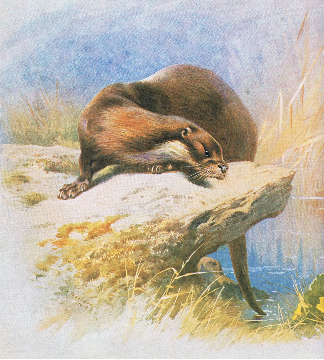 Otter, veröffentlicht von Book Club Associates, 1972 von Archibald Thorburn