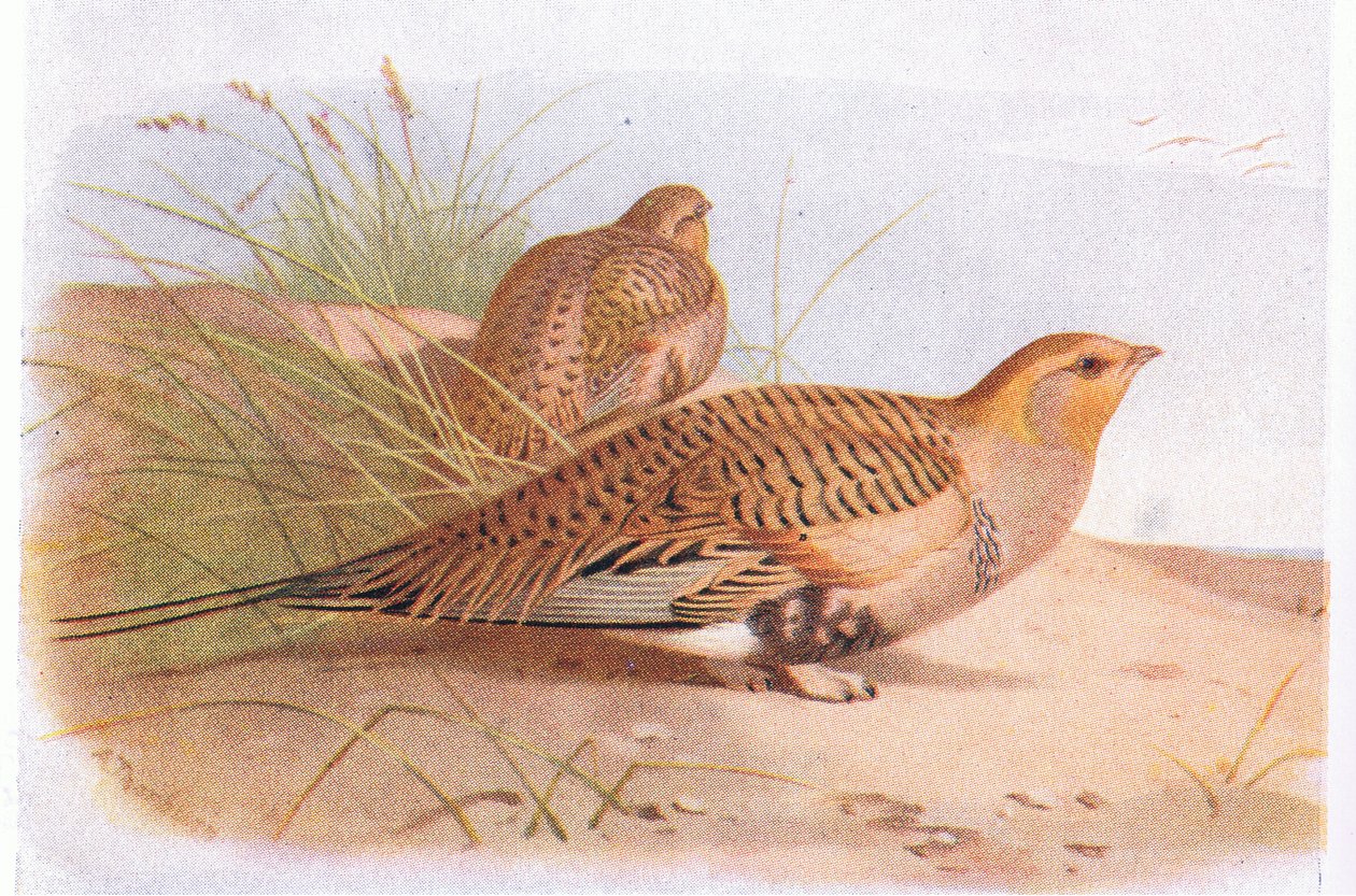 Pallass Sandhuhn, aus Vögel der Britischen Inseln und ihre Eier, veröffentlicht von Frederick Warne & Co Ltd, 1958 von Archibald Thorburn