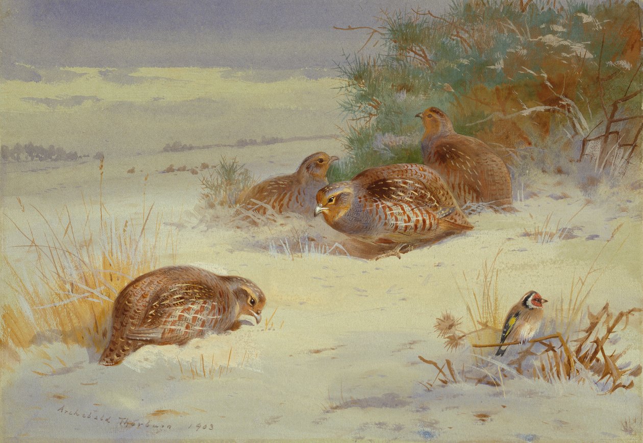 Rebhuhn und ein Stieglitz in einer Winterlandschaft von Archibald Thorburn