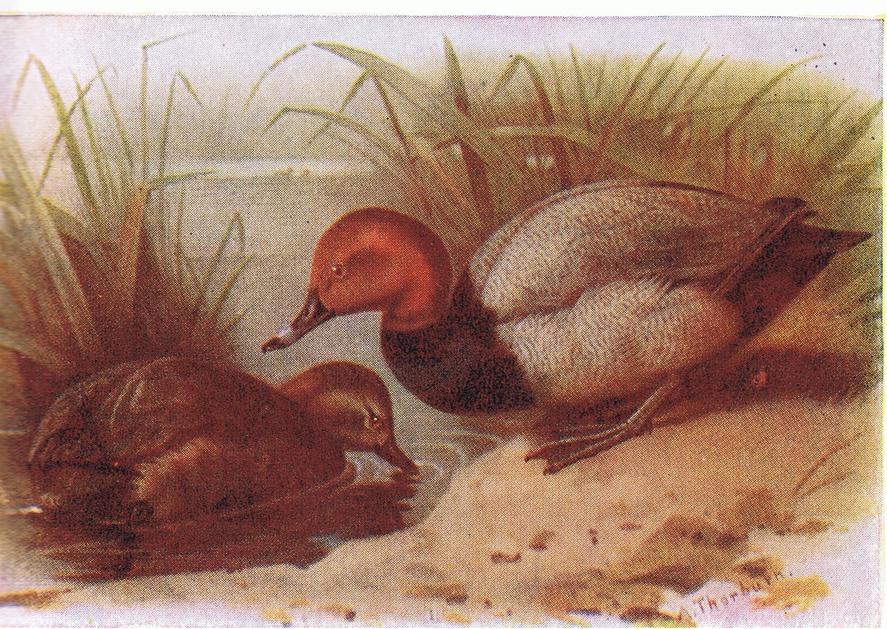 Tafelente von Archibald Thorburn