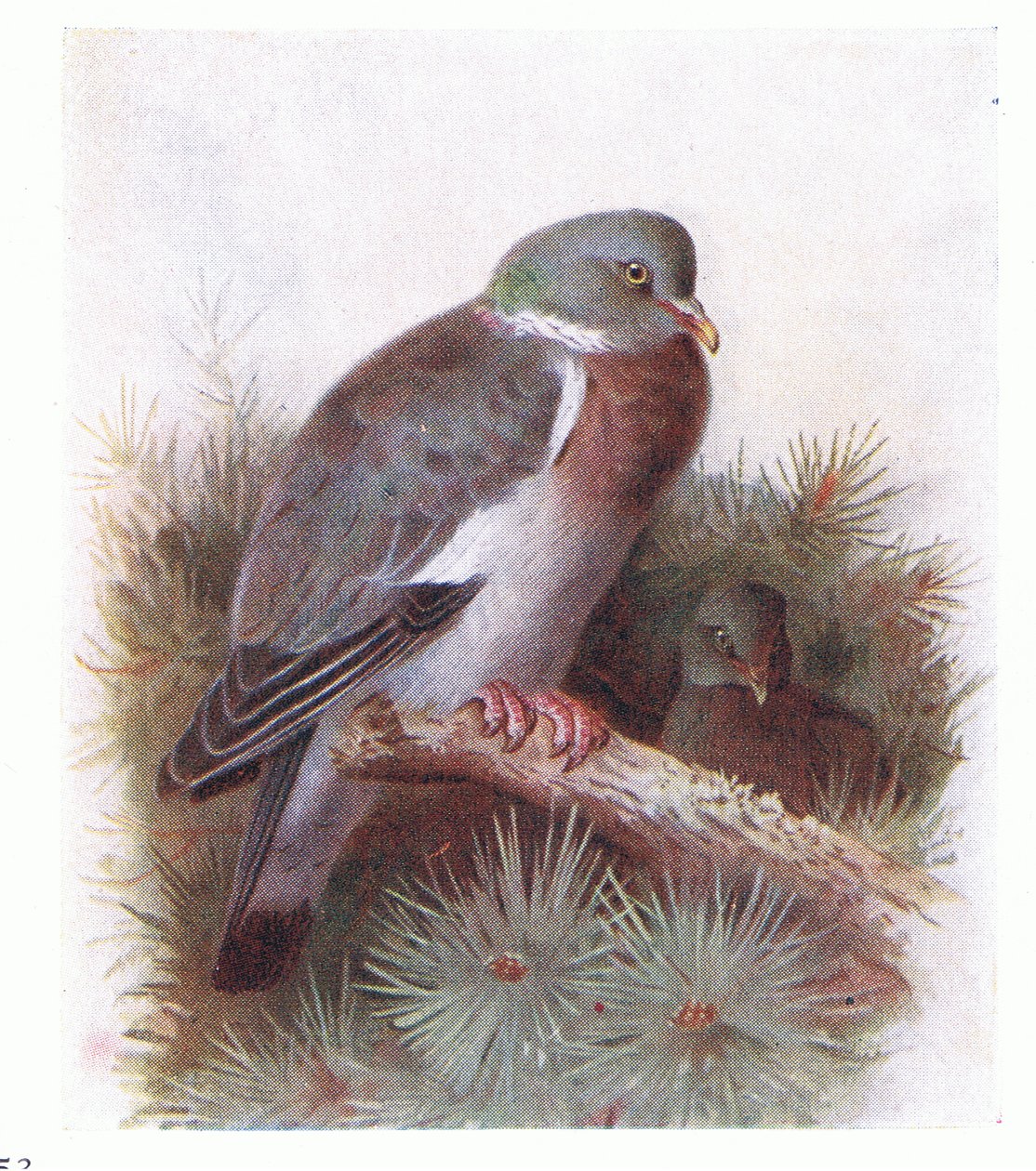 Ringeltaube, aus Vögel der Britischen Inseln und ihre Eier, veröffentlicht von Frederick Warne & Co Ltd, 1958 von Archibald Thorburn
