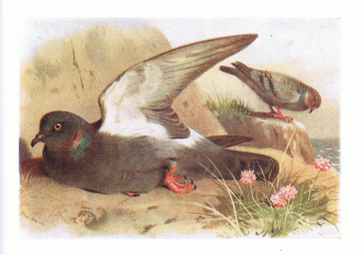 Felsentaube, aus Vögel der Britischen Inseln und ihre Eier, veröffentlicht von Frederick Warne & Co Ltd, 1958 von Archibald Thorburn