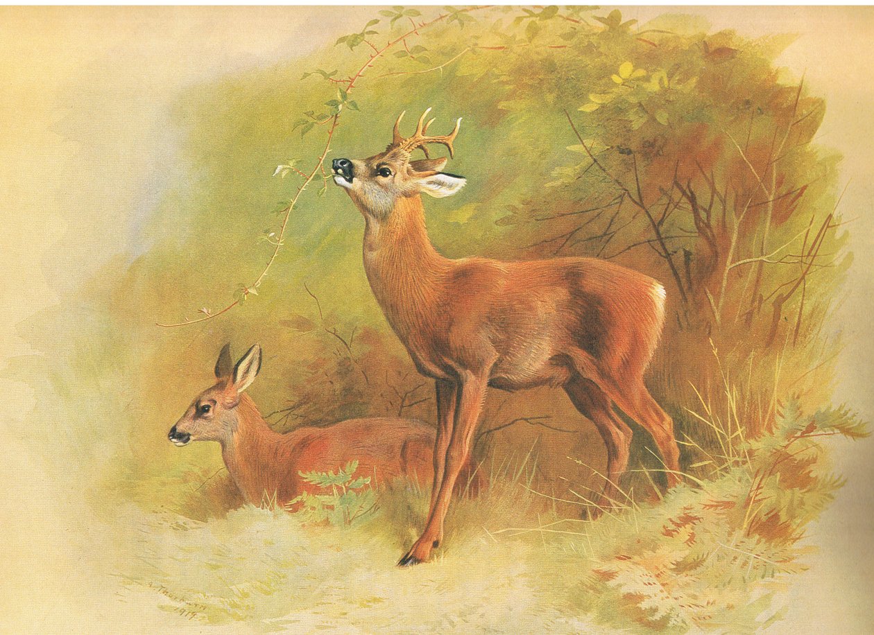 Reh, aus Thorburns Säugetiere, veröffentlicht von Longmans and Co, ca. 1920 von Archibald Thorburn
