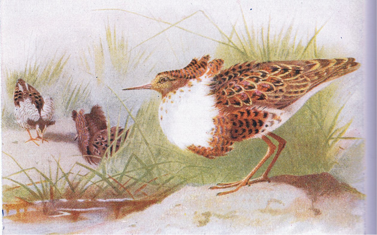 Kampfläufer und Rotschenkel, aus Vögel der Britischen Inseln und ihre Eier, veröffentlicht von Frederick Warne & Co Ltd, 1958 von Archibald Thorburn