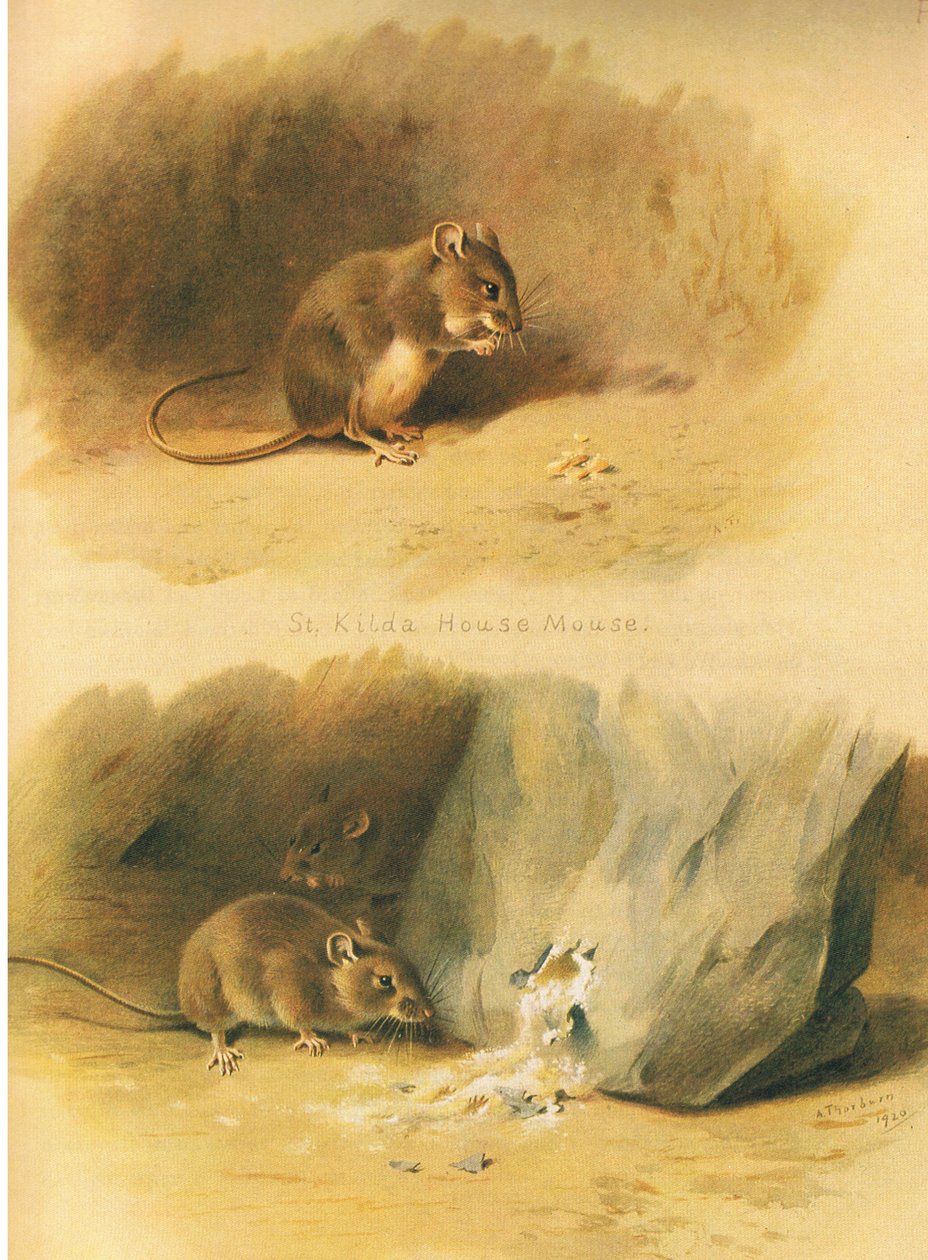 St. Kilda-Hausmaus und Gemeine Maus, aus Thorburns Säugetiere, veröffentlicht von Longmans and Co, ca. 1920 von Archibald Thorburn