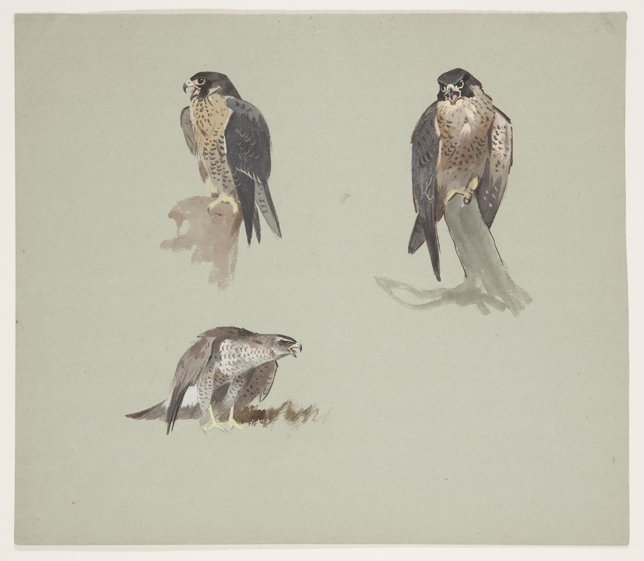 Drei Farbstudien eines männlichen Wanderfalken, ca. 1915 von Archibald Thorburn