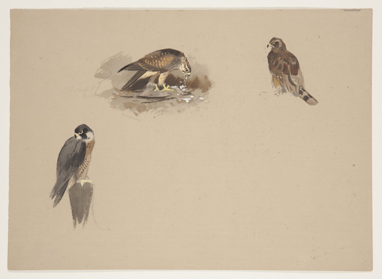 Drei kleine Vignetten von Wanderfalken und 2 anderen Greifvögeln, ca. 1915 von Archibald Thorburn
