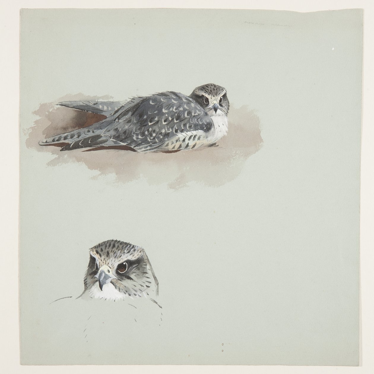 Zwei Farbstudien eines Merlin, ca. 1915 von Archibald Thorburn