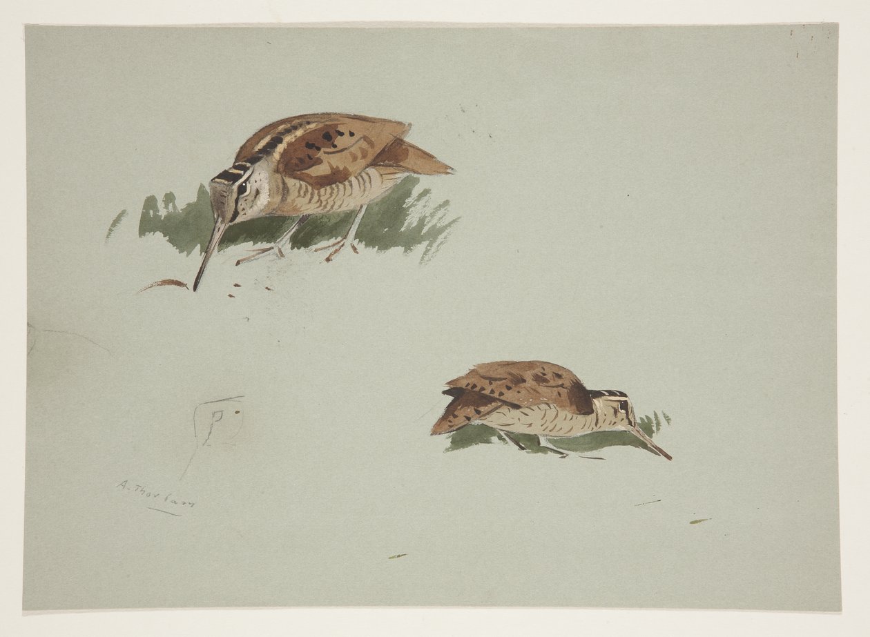 Zwei Vignetten der Waldschnepfe, ca. 1915 von Archibald Thorburn