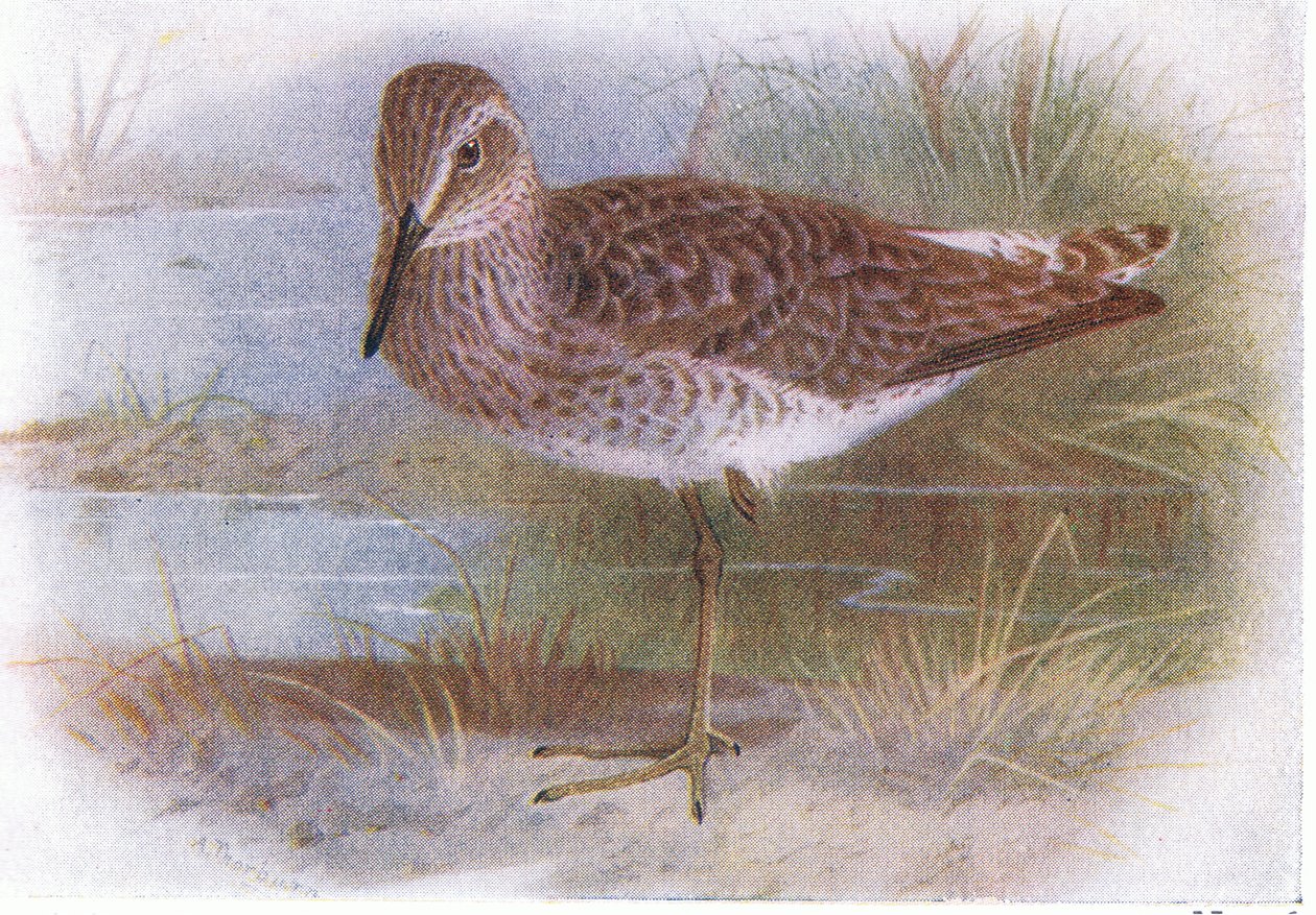Bruchwasserläufer, aus Vögel der Britischen Inseln und ihre Eier veröffentlicht von Frederick Warne & Co Ltd, 1958 von Archibald Thorburn