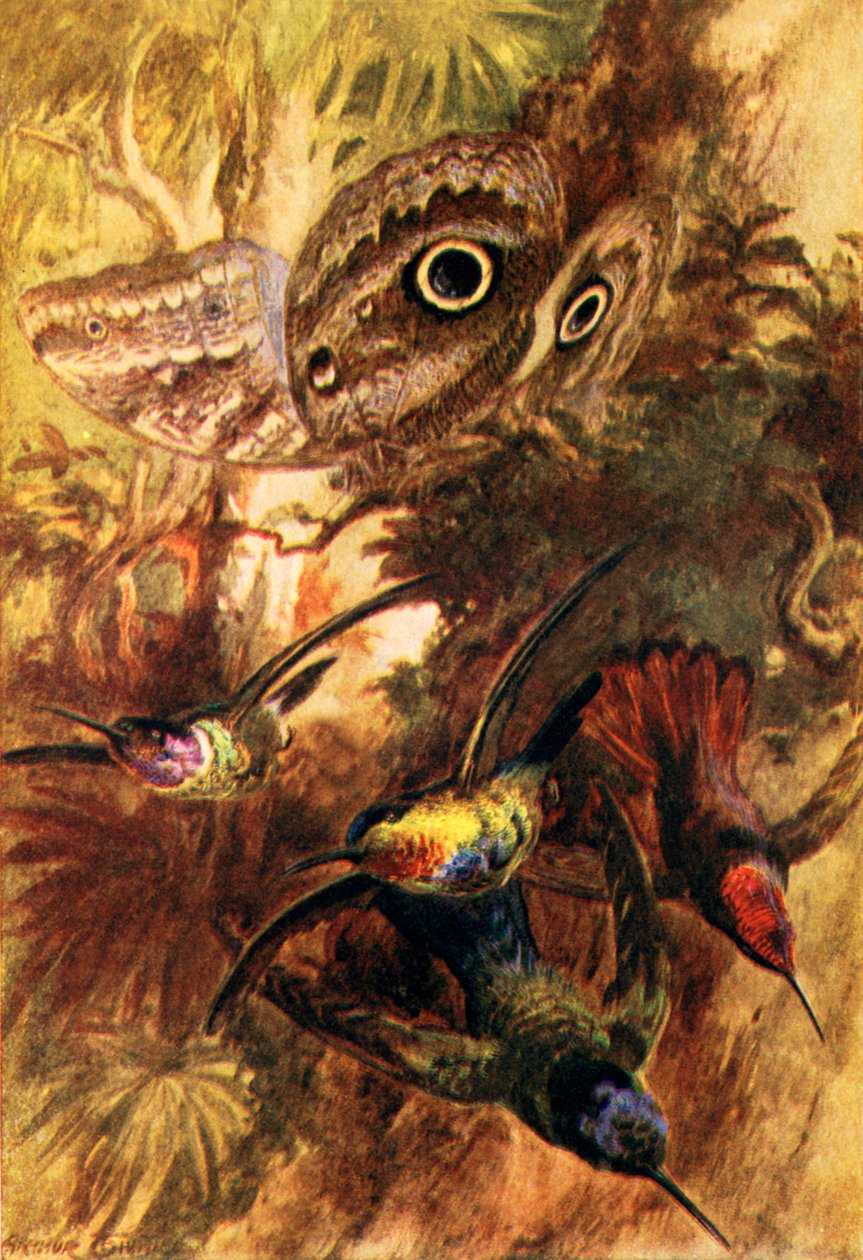 Der Eulenfalter von Arthur Twidle