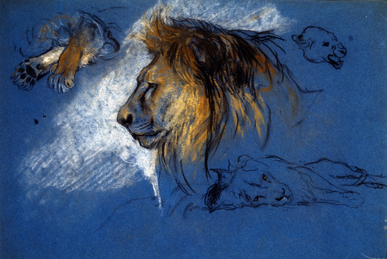 Studie eines Löwen, ca. 1905 von Arthur Wardle