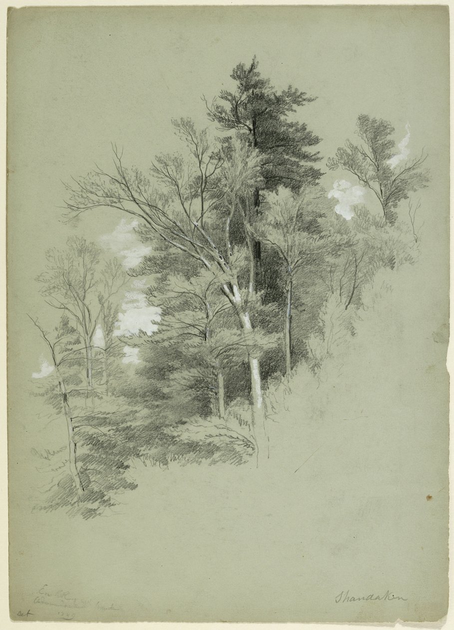 Studie von Bäumen, Shandaken, New York, 1849 von Asher Brown Durand