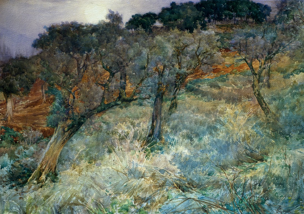 Olivenhain, von Augusto Corelli von Augusto Corelli