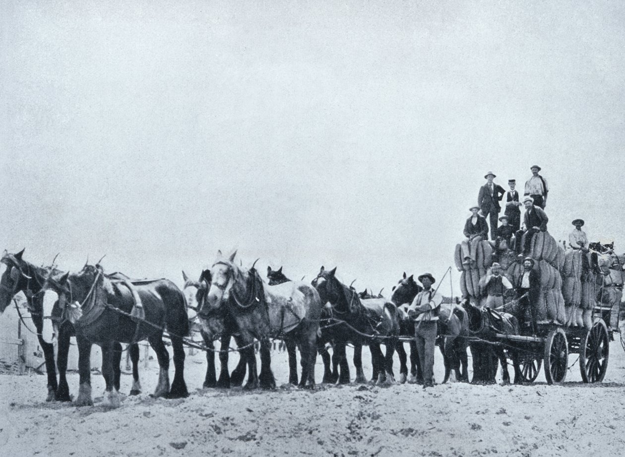 Wolltransportteam, Westaustralien, um 1900, aus 
