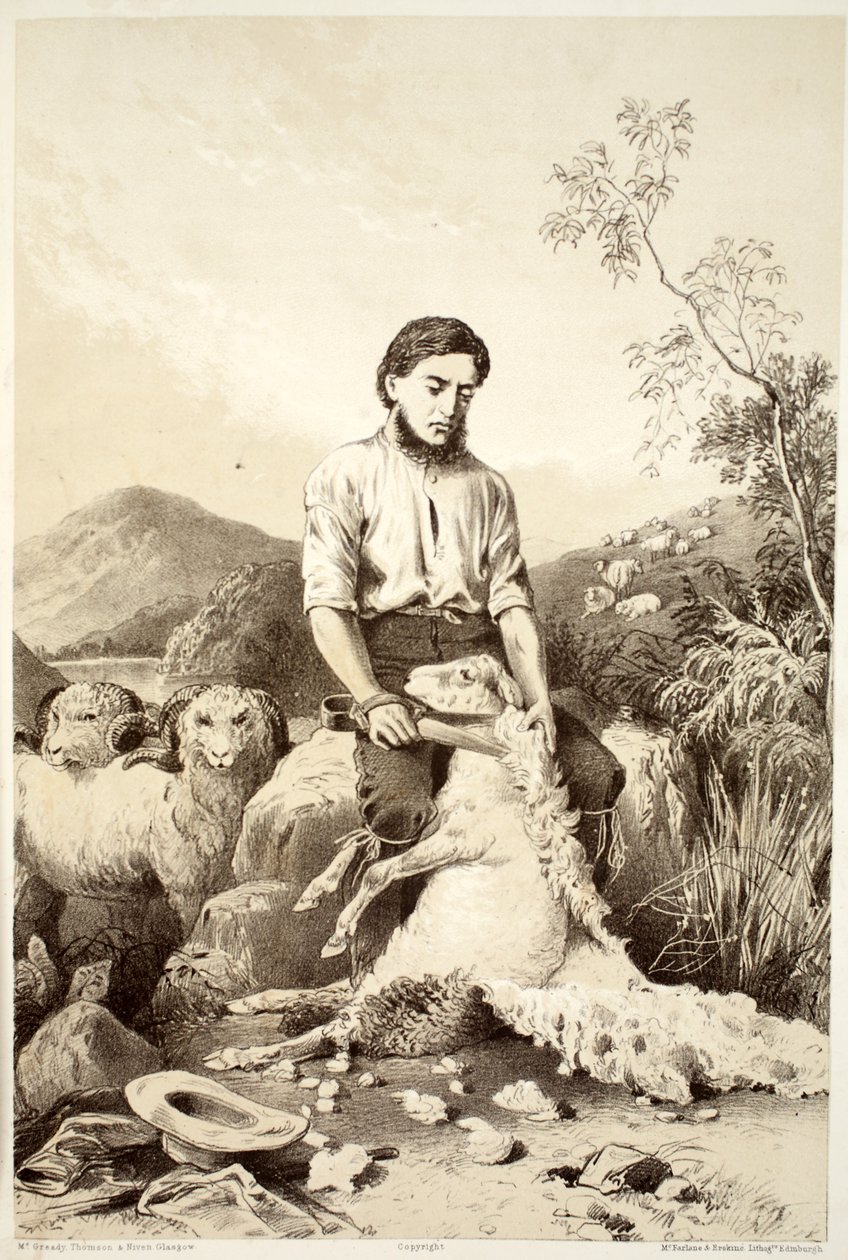 Schafschur, aus Die Geschichte von Australasien von David Blair, McGrady, Thomson und Niven, 1879 von Australian School