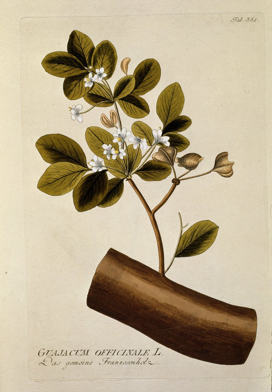 Botanik: „Guajakum officinale“, Tafel aus „Medicinalium secundum Linnaei digestarum“ von Joseph Jacobi Plenck (1735-1807) 1788-1803, Privatbesitz von Austrian School