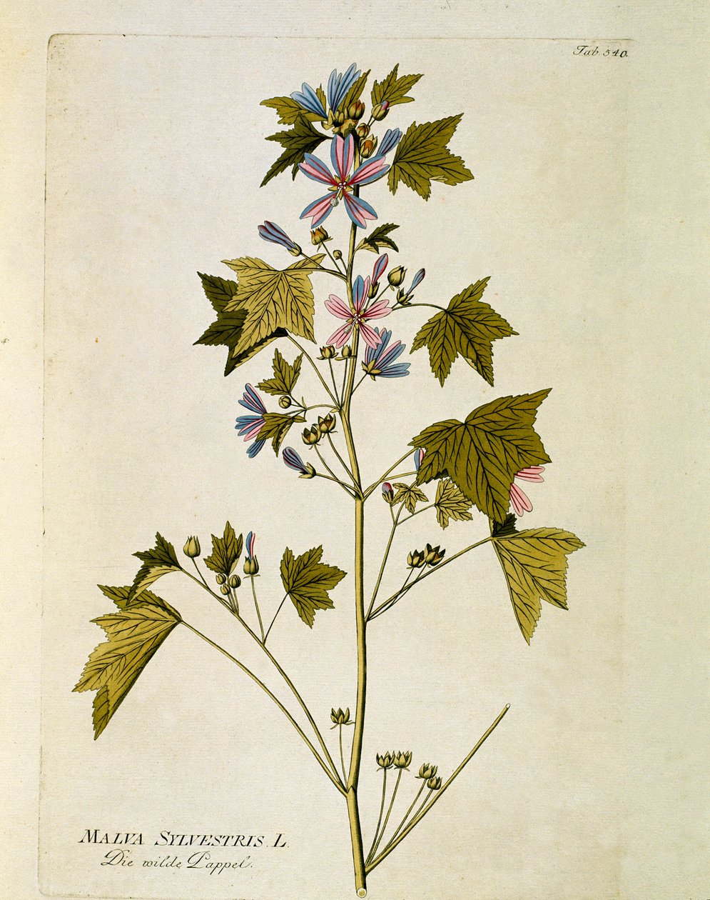 Botanik: „Große Malve“ (Malva sylvestris), Tafel aus „Medicinalium secundum Linnaei digestarum“ von Joseph Jacobi Plenck (1735-1807) 1788-1803, Privatbesitz von Austrian School