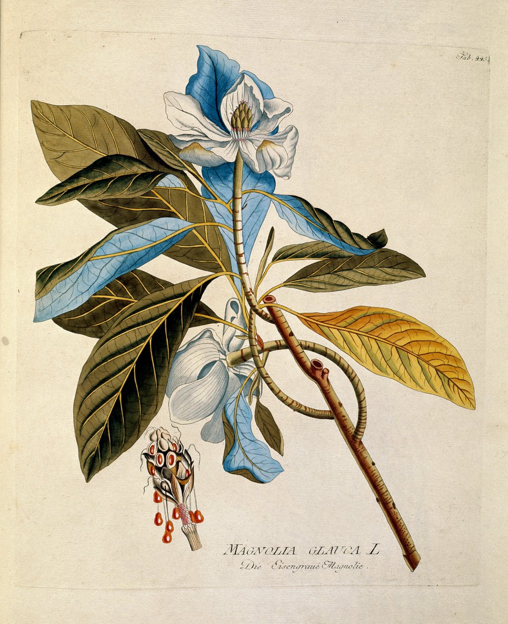 Botanik: „Magnolie“, Tafel aus „Medicinalium secundum Linnaei digestarum“ von Joseph Jacobi Plenck (1735-1807) 1788-1803, Privatbesitz von Austrian School