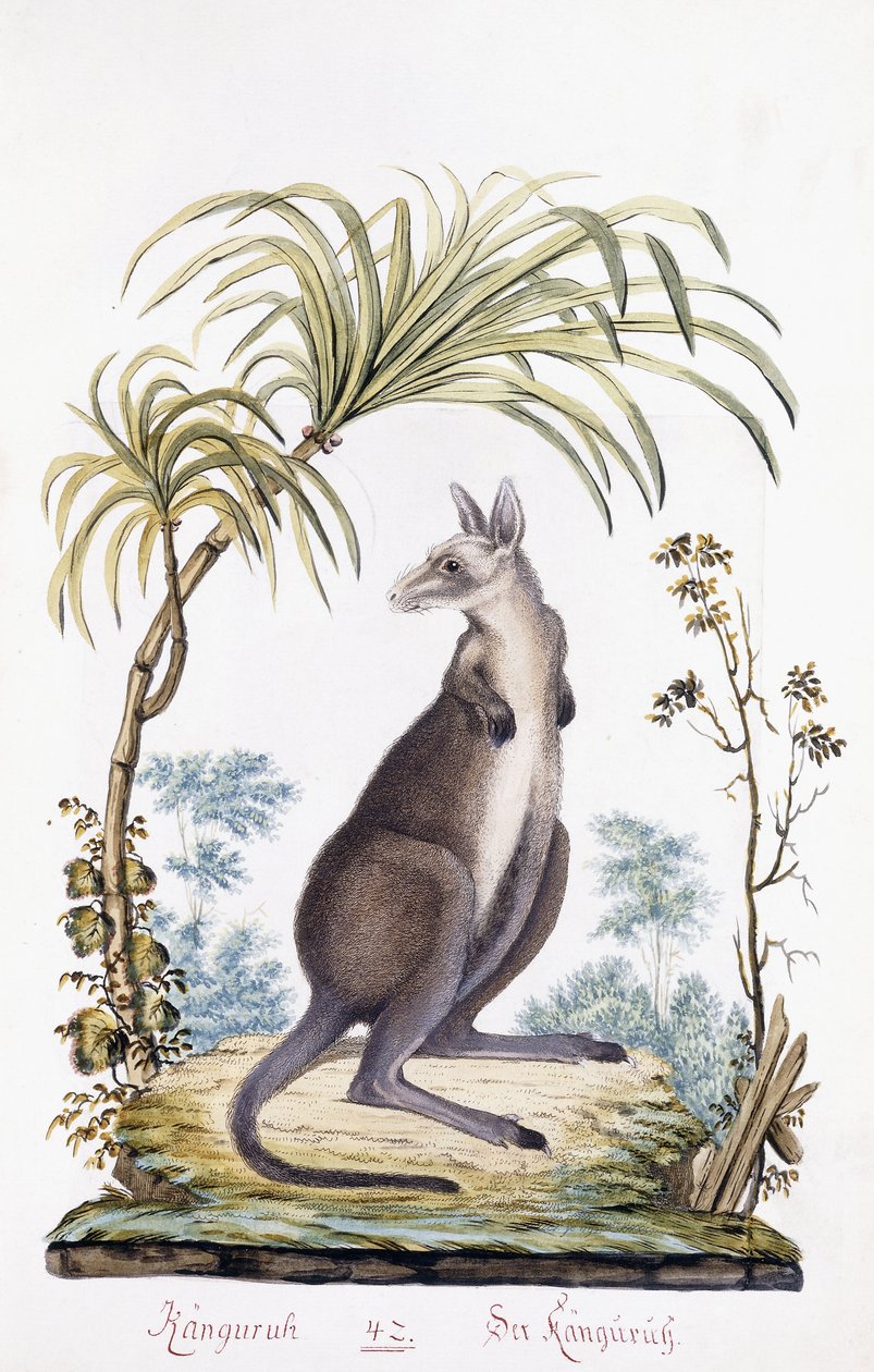 Känguru, 1794 von Austrian School