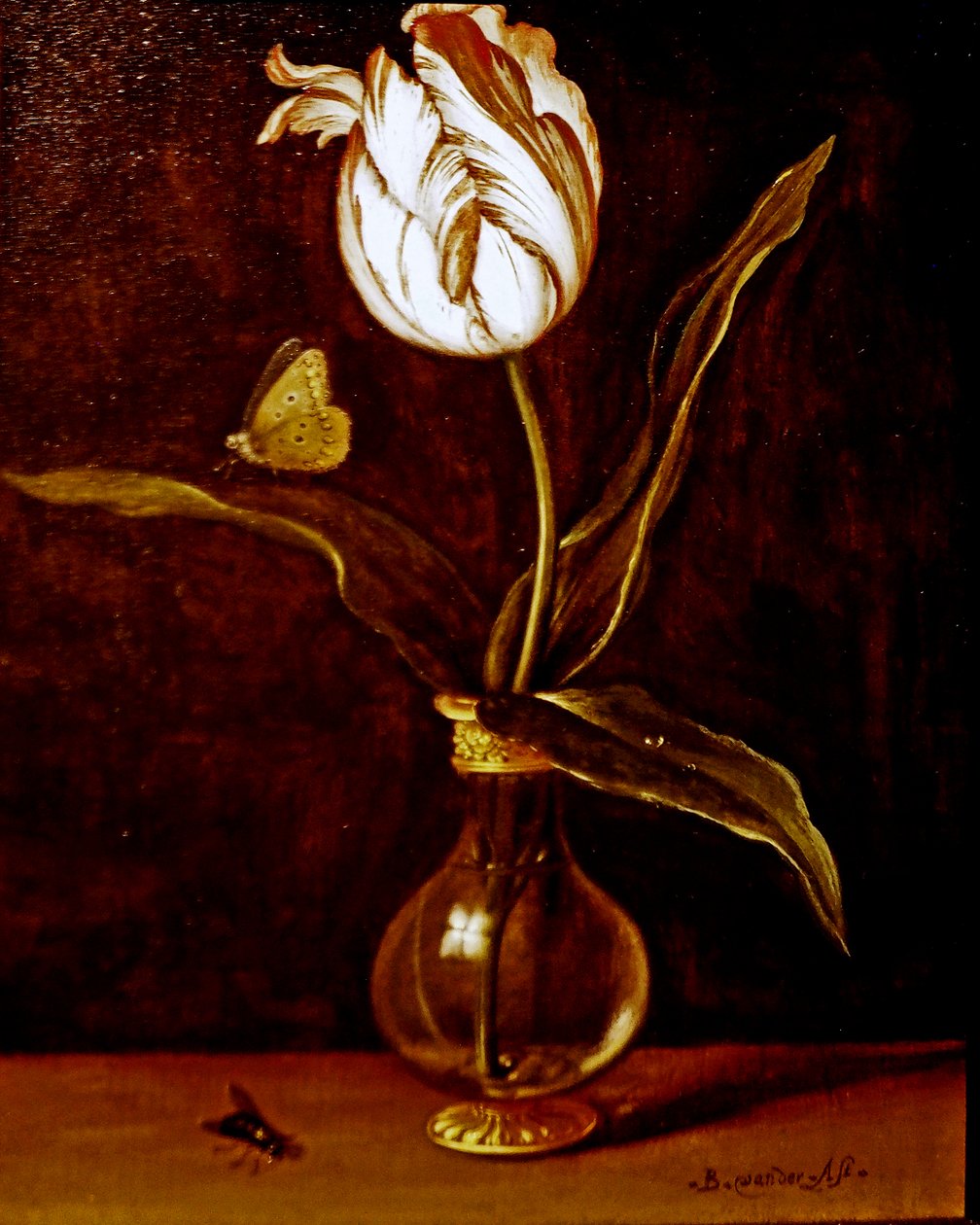 Eine einzelne Tulpe in einer Vase von Balthasar van der Ast