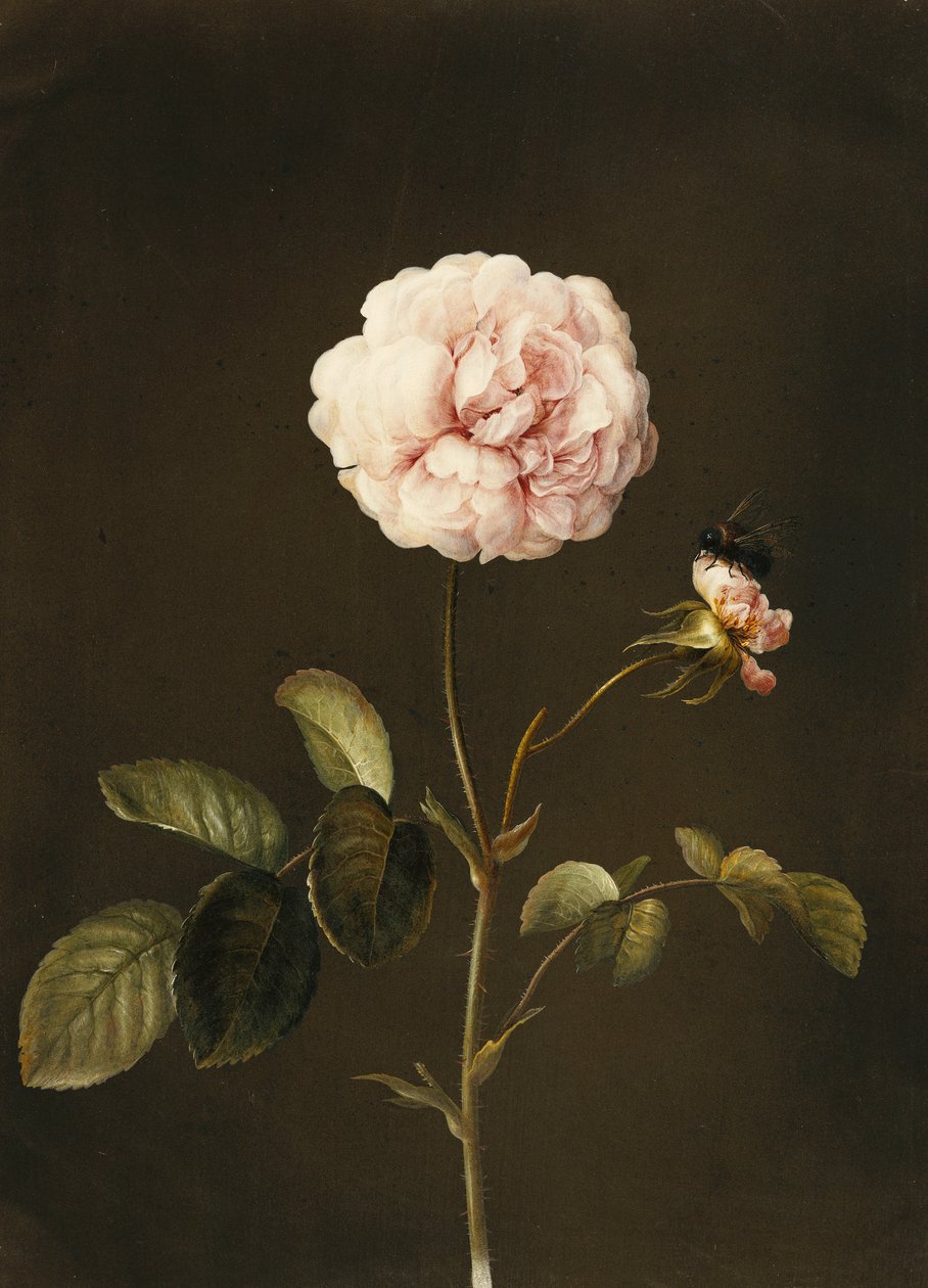 Eine Gallica-Rose mit einer Hummel von Barbara Regina Dietzsch