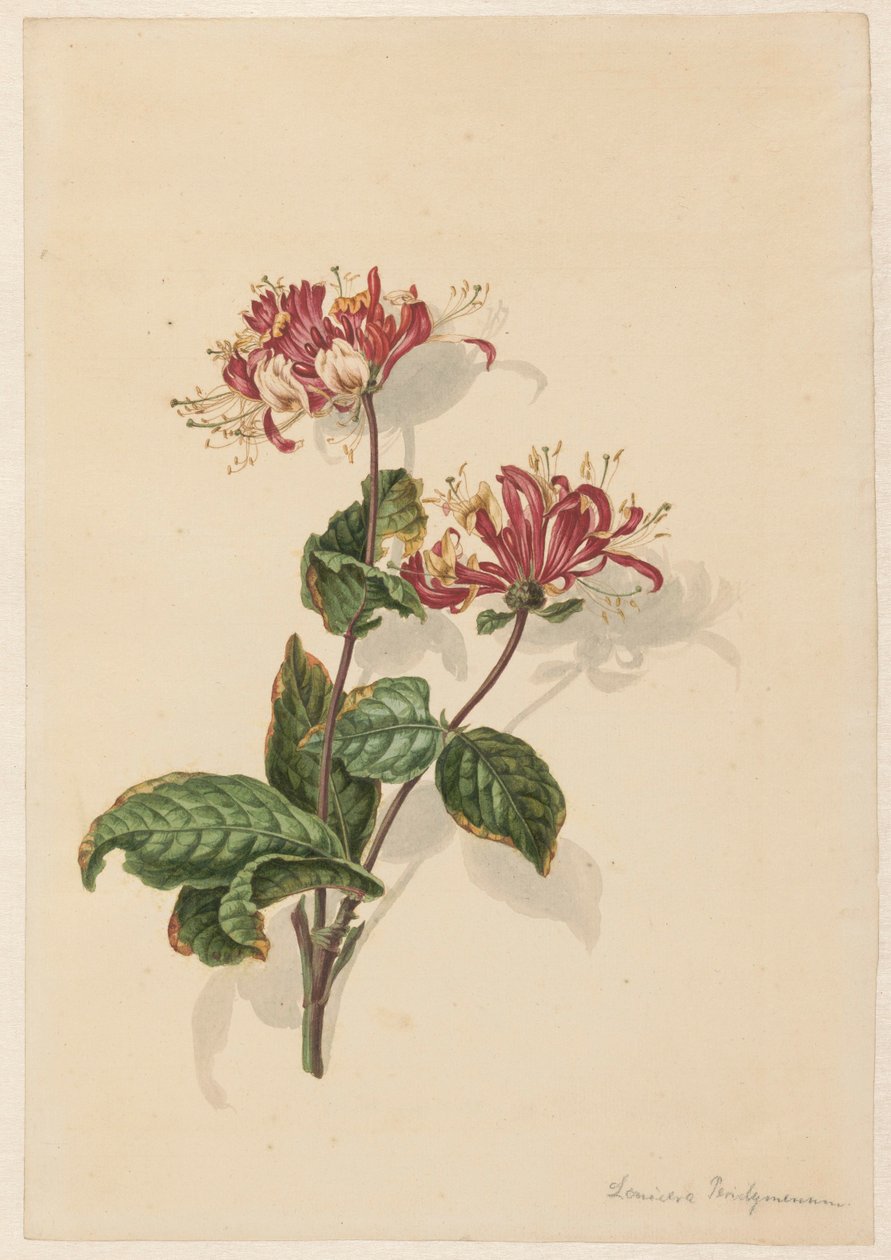 Zweig von wildem Geißblatt (Lonicera periclymenum) von Barend Hendrik Thier