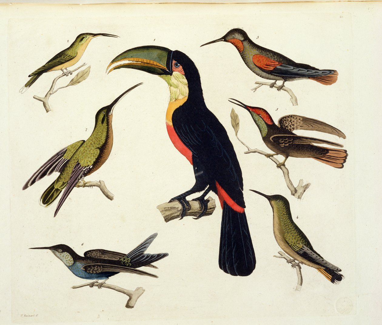Einheimische Vögel, darunter der Tukan (Mitte), Amazonas, Brasilien, aus 