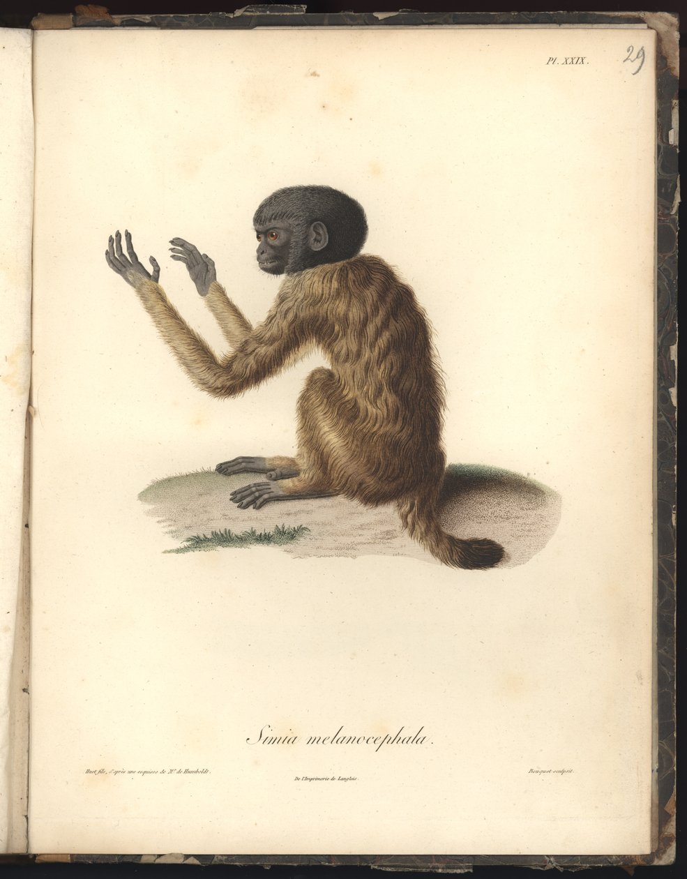 Simia melanocephala, Pl. XXIX, Stahlstich von Louis Bouquet (1765-1814 ...