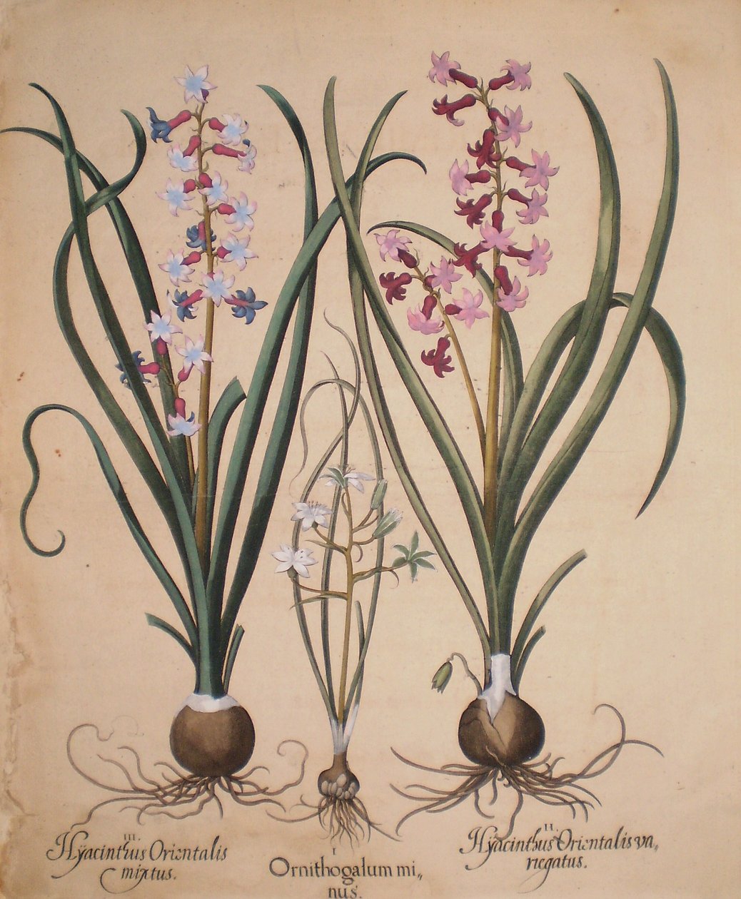 Hyacinthus orientalis mixtus-Ornithogalum minus-Hyacinthus orientalis veriegatus von Basilius Besler