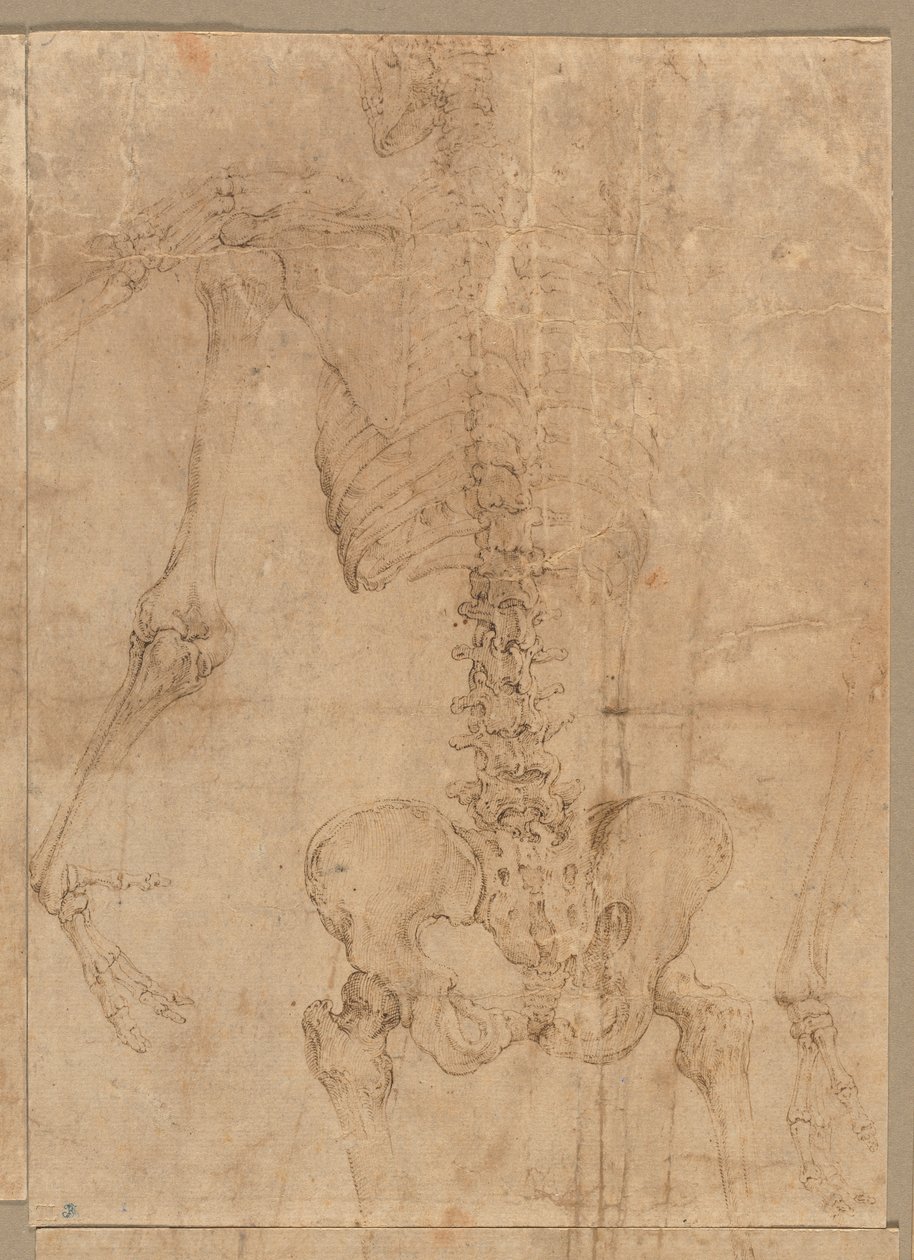 Oberer Teil des Skeletts von hinten, frühe 1540er Jahre von Battista Franco