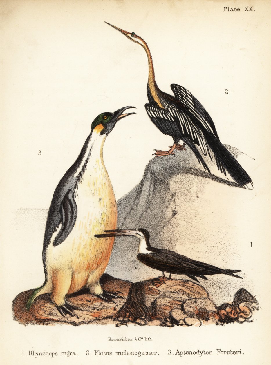 Schwarzschnabel, Orientkormoran und Kaiserpinguin von Bauerrichter
