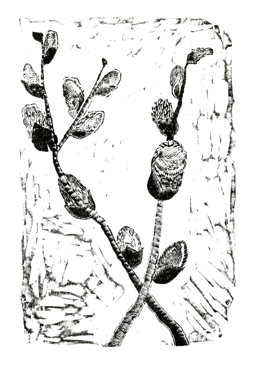 Schlafende Pussy Willow, 2014 von Bella Larsson