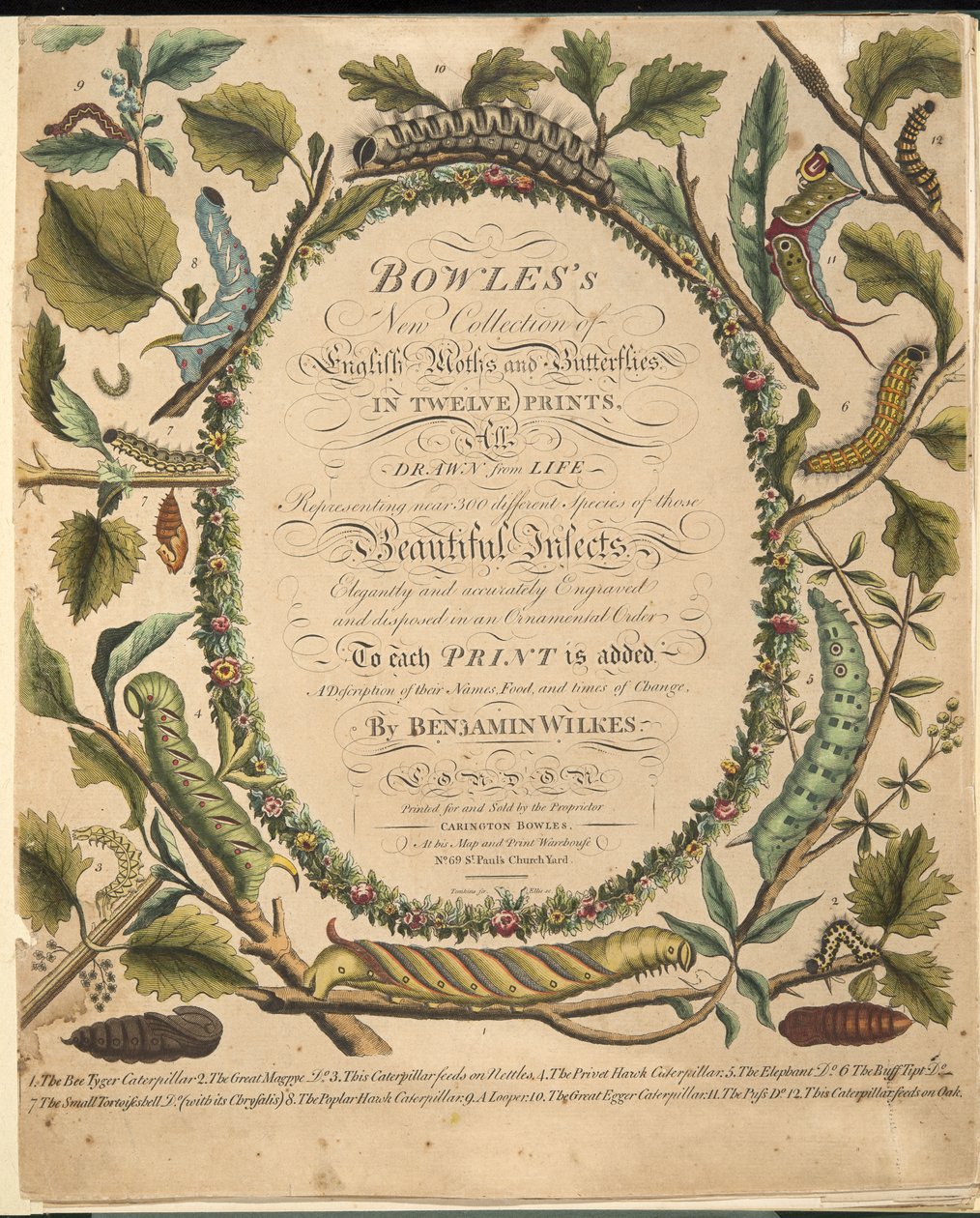 Frontispiz, aus A Rare Depiction of Butterflies and Moths, veröffentlicht 1764 von Benjamin Wilkes